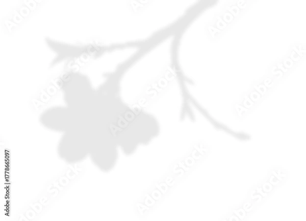 Obraz Soft Floral Branch Shadow Overlay