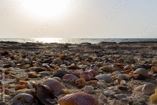 Fototapeta Seashell-covered beach and dark turquoise ocean under a pale gray sky with a small white wave breaking on the shoreline