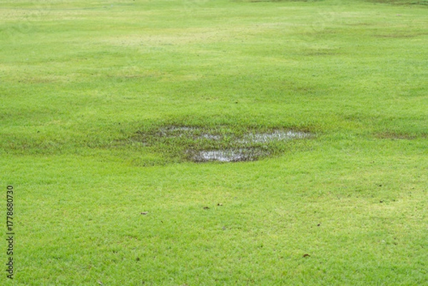 Obraz Grass Died becauseYard Drainage Problems and Waterlogged Lawns.