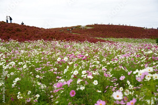 Obraz コスモスとコキア