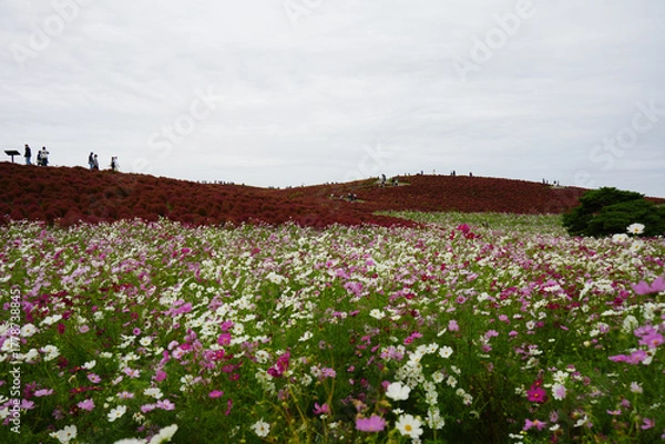 Obraz コスモスとコキア