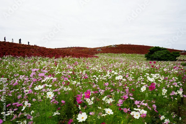 Obraz コスモスとコキア