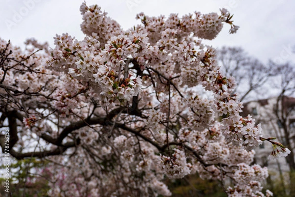 Fototapeta Cherry Blossom Tree Branches in Full Bloom, Spring Sakura Flowers, Pink Petals, Nature Background, Japan Spring Season Concept