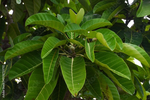 Fototapeta Green leaves of Ficus callosa, a species of tree in the family Moraceae