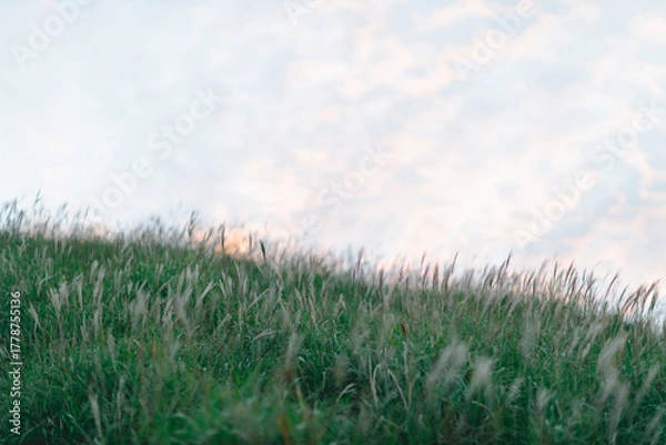 Obraz ススキ（阿蘇）