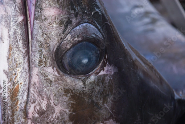 Fototapeta Close up of the head of a swordfish caught by fishermen ready to be sold at the fish market.