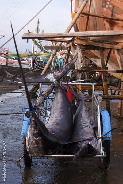Fototapeta Two swordfish on a rickshaw at the harbor, ready to be transported to the fish auction.