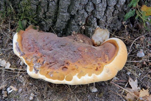 Obraz champignon langue de boeuf