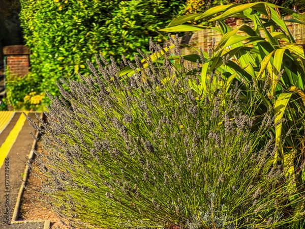 Fototapeta British Rail Great British Railways Diesel powered English commuter passenger suburban rural railway station