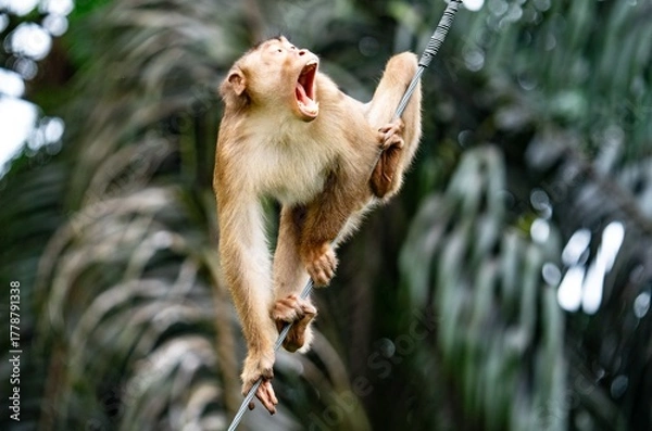 Obraz Krzyk małpy na Borneo
