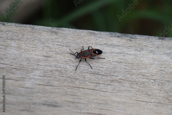Obraz Milkweed Bug