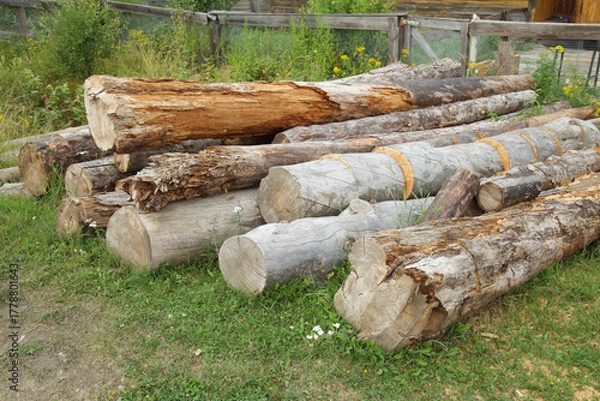 Fototapeta Pile of logs on the grass