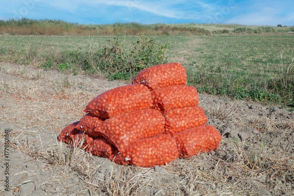 Fototapeta Pile of red onions is sitting on the ground.