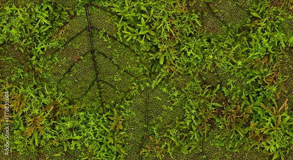 Obraz Stunning close-up reveals intricate skeleton leaf veins interwoven with vibrant, lush green moss, evoking natural beauty and organic texture.