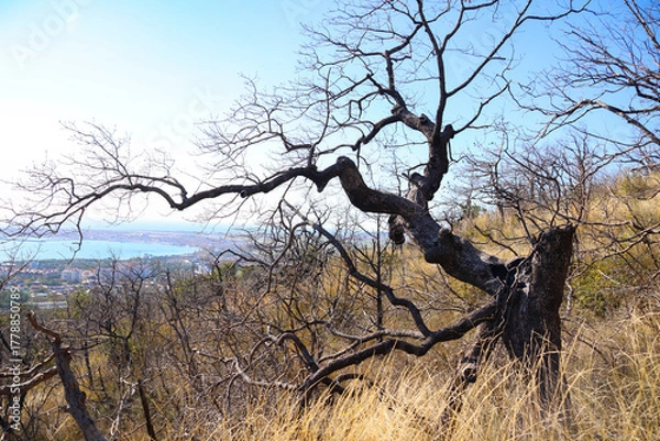Obraz a bare, leafless tree on a mountainside in autumn