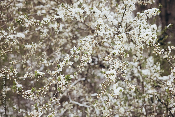Fototapeta The branches of a tree blooming in spring are covered with snow.