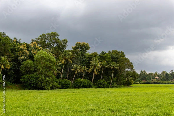 Fototapeta Lush Green Paddy Field Bordered by Tropical Jungle and Coconut Palm Trees