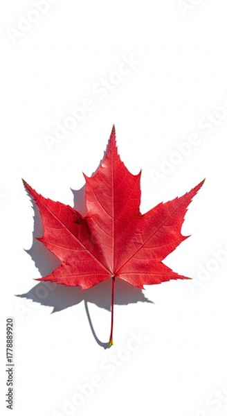 Obraz Vibrant red maple leaf isolated on white background with subtle shadow