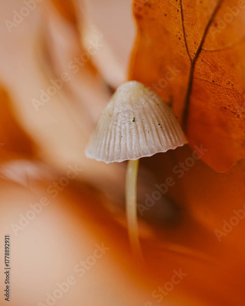 Obraz mushroom on the ground