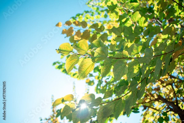 Obraz 光を浴びた葉