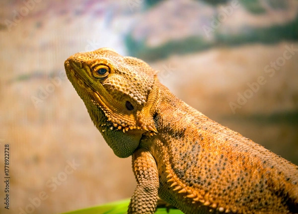Obraz Desert Lizard in Tropical Arid Environment Wildlife Portrait