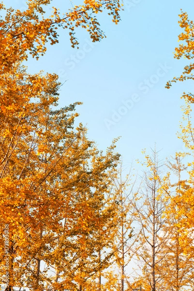 Fototapeta Yellow Ginkgo Tree Background Autumn Golden Foliage Wallpaper