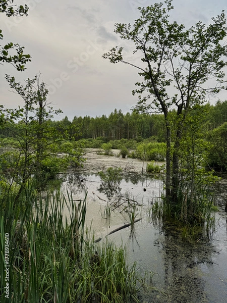 Obraz Swamp forest landscape with green vegetation and cloudy summer sky.
