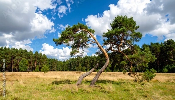 Fototapeta Two gnarled pines in a sunny meadow