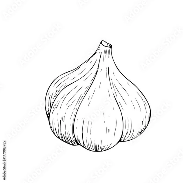 Fototapeta Vector fresh whole garlic. Graphic ink vegetable illustration, isolated on background. Hand drawn line sketch. For designers, prints, logo, icon, menu, postcards, holiday, covers