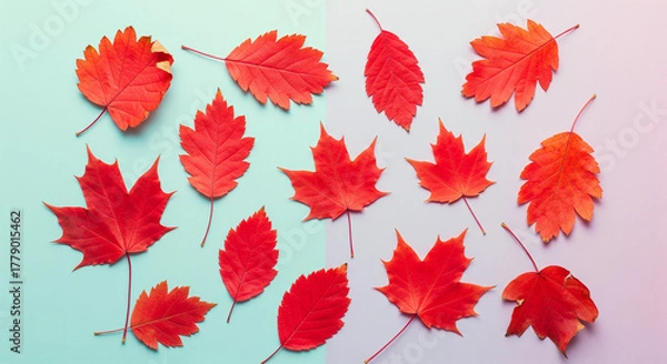 Obraz Pattern of dry maple leaves on a colorful background