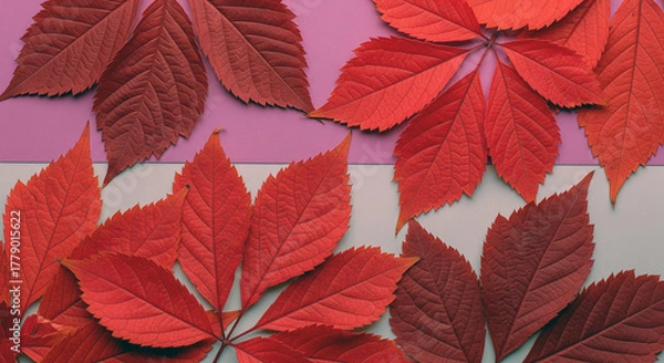 Fototapeta Pattern of dry maple leaves on a colorful background