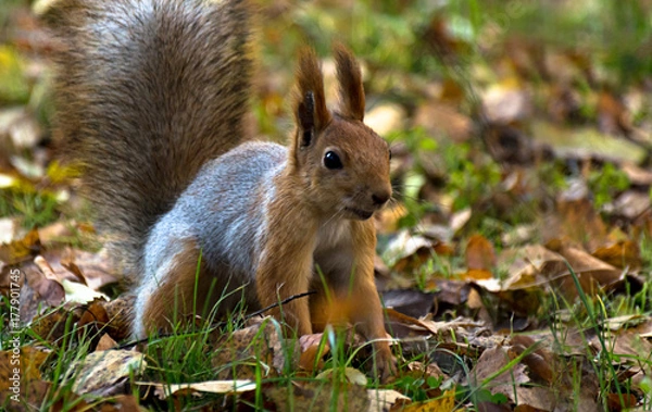 Fototapeta Red squirrel, grey winter coat, jumping in the autumn park, green grass, yellow leaves