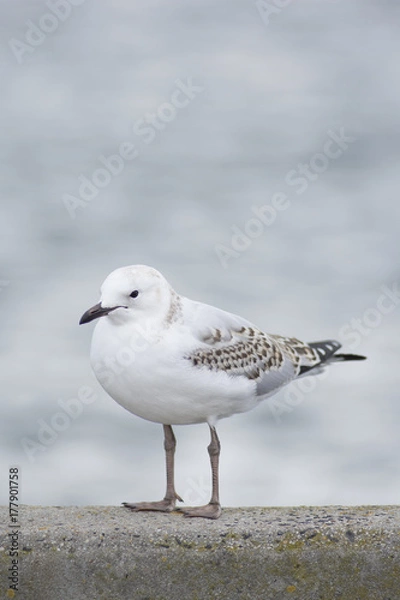 Obraz Bird with Blurry background 