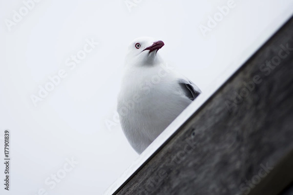 Obraz High-key Seagull 