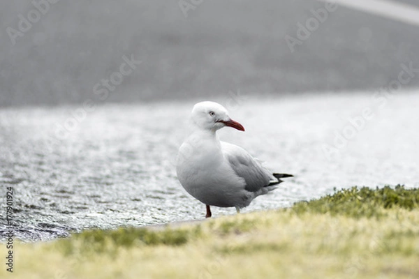 Fototapeta Bird with Blurry background 