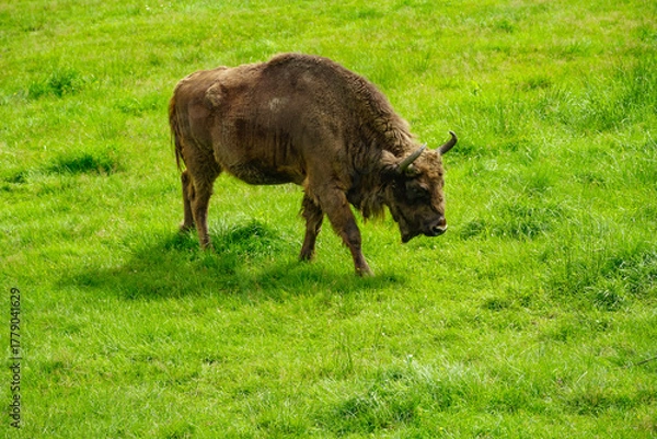 Obraz A large bison with horns on the grass, a sunny summer day in a reserve in Poland.