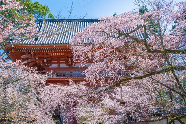 Obraz 京都　醍醐寺の仁王門と桜