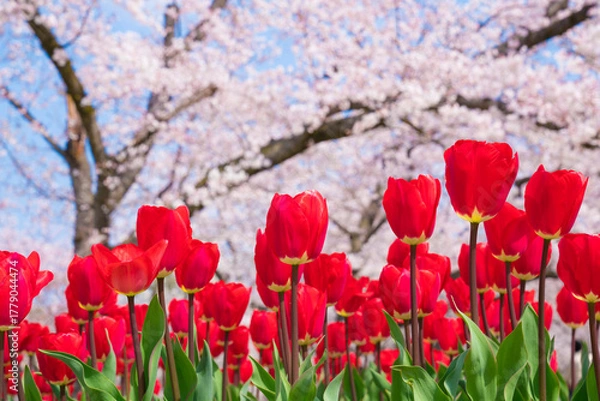 Obraz チューリップと桜