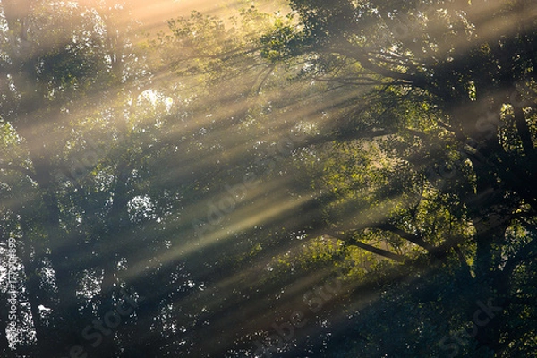 Obraz At dawn, light blades spread serenity.