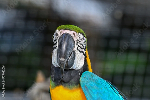 Obraz ルリコンゴウインコ