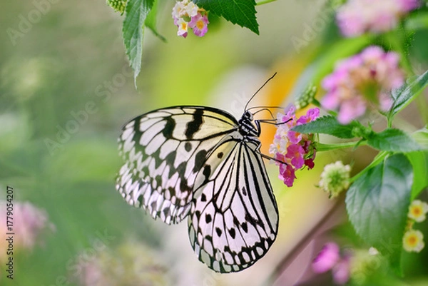 Obraz 花の蜜を吸っているオオゴマダラ