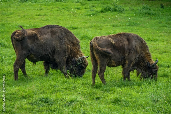 Obraz Two mighty European bison stand close together, eating grass
