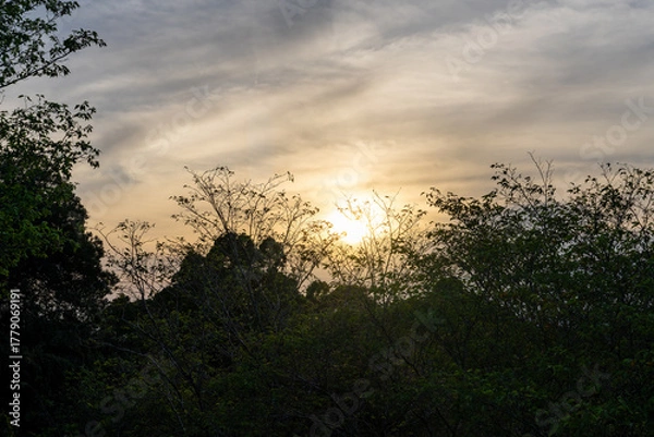 Obraz 森に差し込む夕日