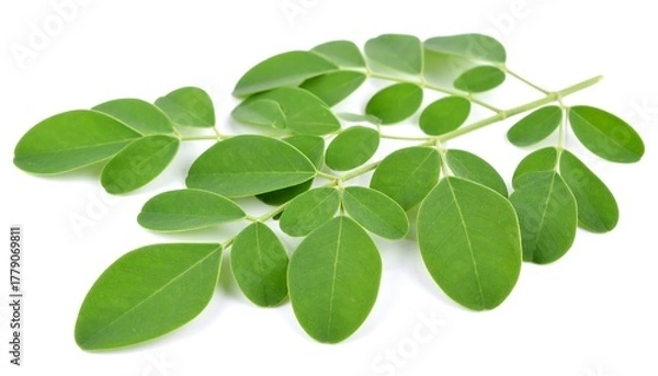 Fototapeta Moringa leaf sprig on white background