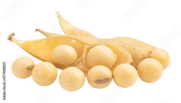 Obraz Yellow soybeans in pods