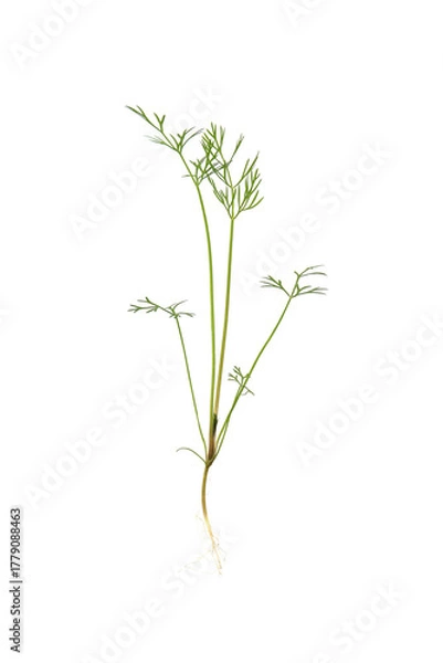 Obraz young fresh leaves of dill isolated on a white background