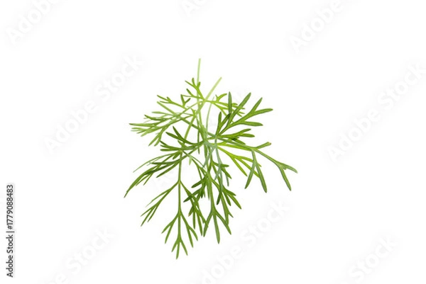 Obraz young fresh leaves of dill isolated on a white background