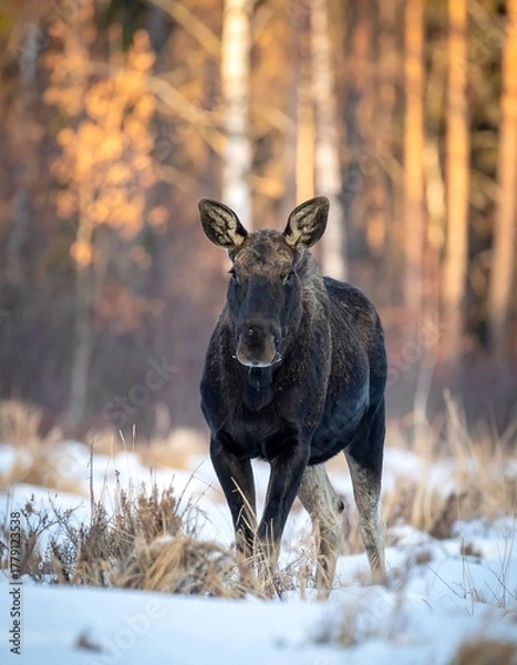 Fototapeta Majestic moose stands alert in snowy winter landscape with sunlit trees