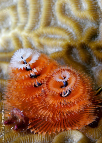 Fototapeta Christmas Tree Worms, Spirobranchus giganteus, only about 1.5 inches in height, photographed underwater on a coral reef.