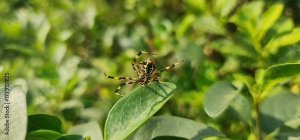 Fototapeta Nature's Artistry: Detailed Close-Up of a Large, Strikingly Patterned Araneidae Spider Against a Soft, Natural Green Background of Foliage
